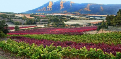 Navarra Wine Region
