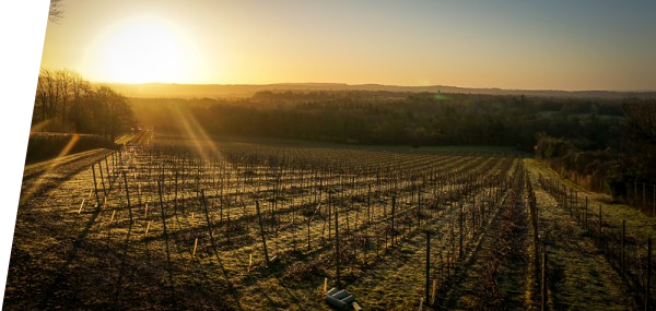 Greyfriars Vineyard