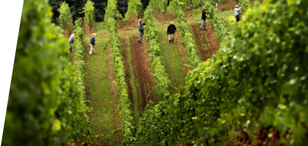 Locanda Claudio De Luca | Wine Cellar Club